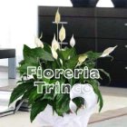 Spathiphyllum