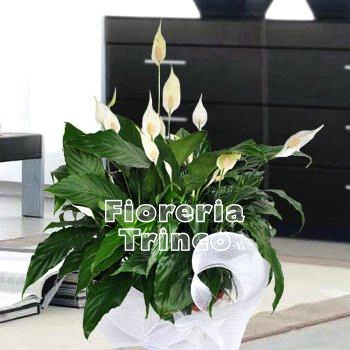 Foto Spathiphyllum