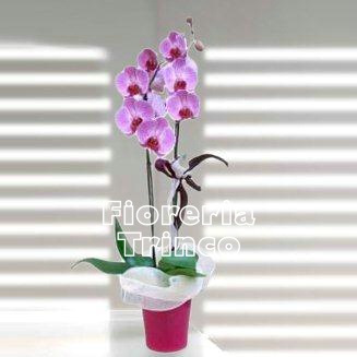 Foto Orchidea Phaleonopsis