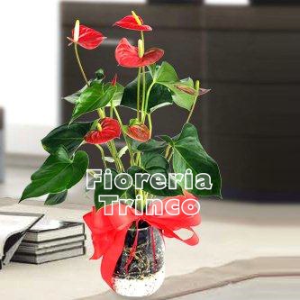 Foto Anthurium