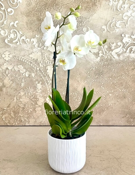 Orchidea phaleonopsis 2 rami con vaso