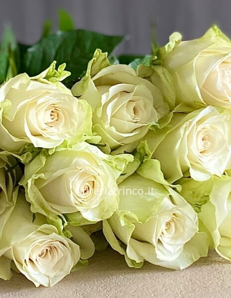 Rose bianche