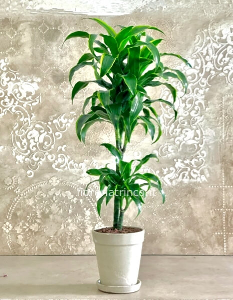 Pianta dracena dorado